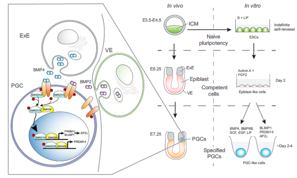 Developmental Biology Research Highlights | Anat456 Developmental ...