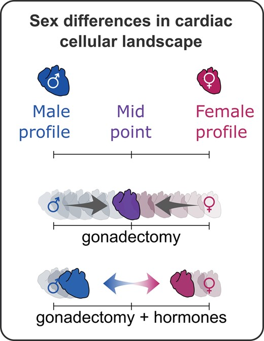 Cellular Sex Differences Of The Heart Developmental Biology Research Highlights University Of