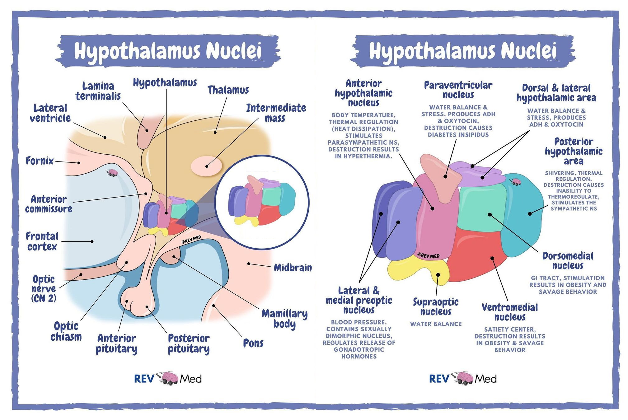 Sex Differences in the Development of the Hypothalamus – Developmental ...