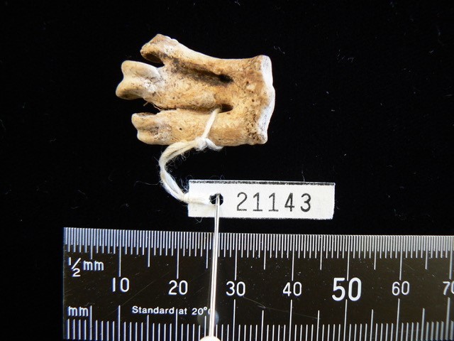 A tarsometatarsus of the Hunter Island Penguin. 