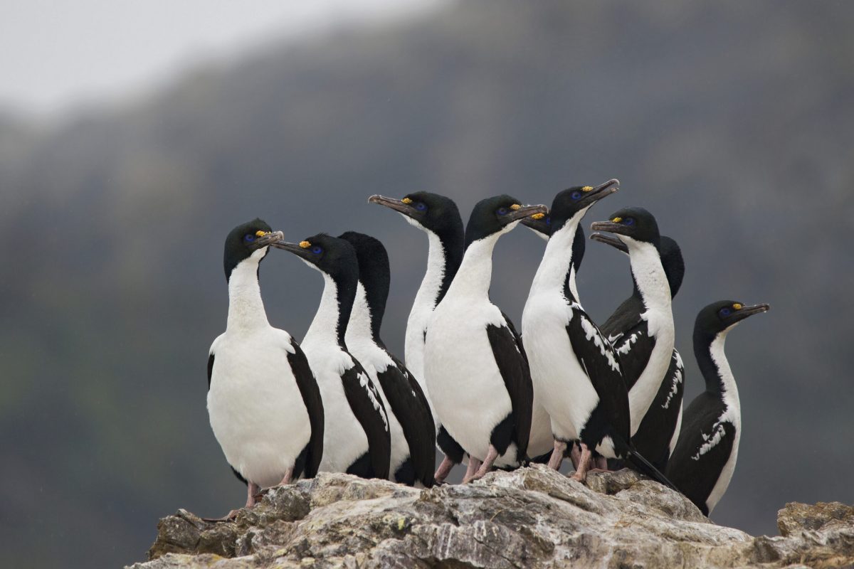 The long night: how the Ice Age drove blue-eyed shag evolution
