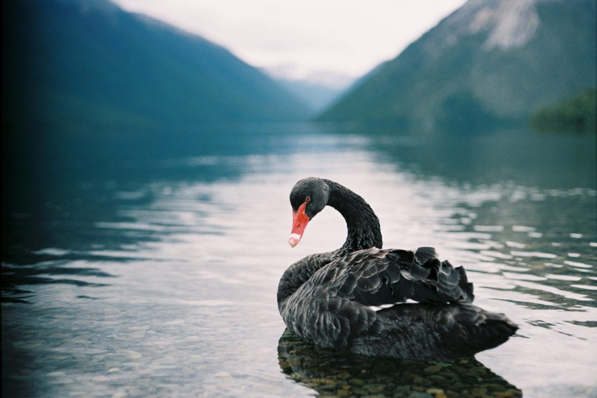 Introducing the Poūwa: New Zealand’s unique and ill-fated black swan 