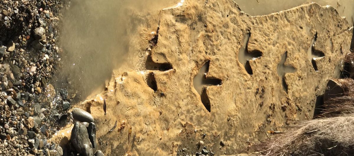 Footprints illuminate the Dark Age of moa evolution