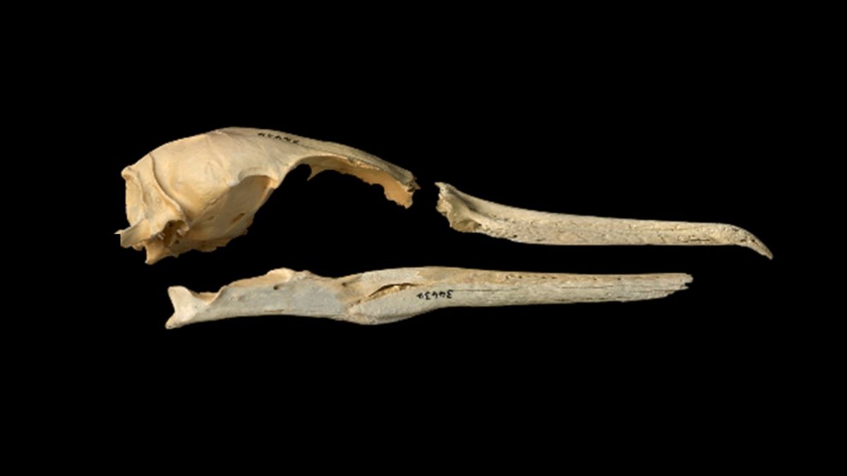 Hiding in plain sight: how we found New Zealand’s newest seabird, the Kōhatu Shag