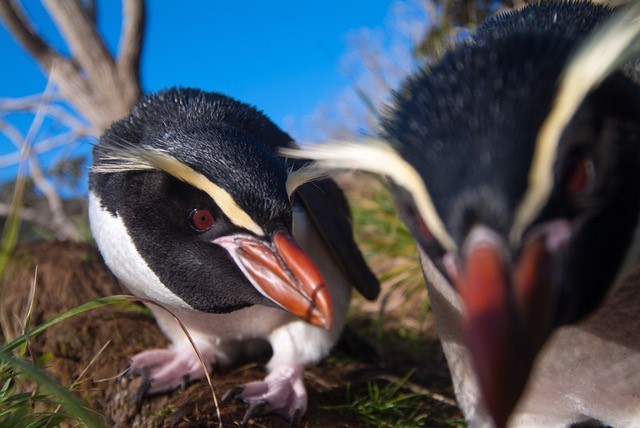 Ancient DNA giveth and ancient DNA taketh away: The penguin that never was