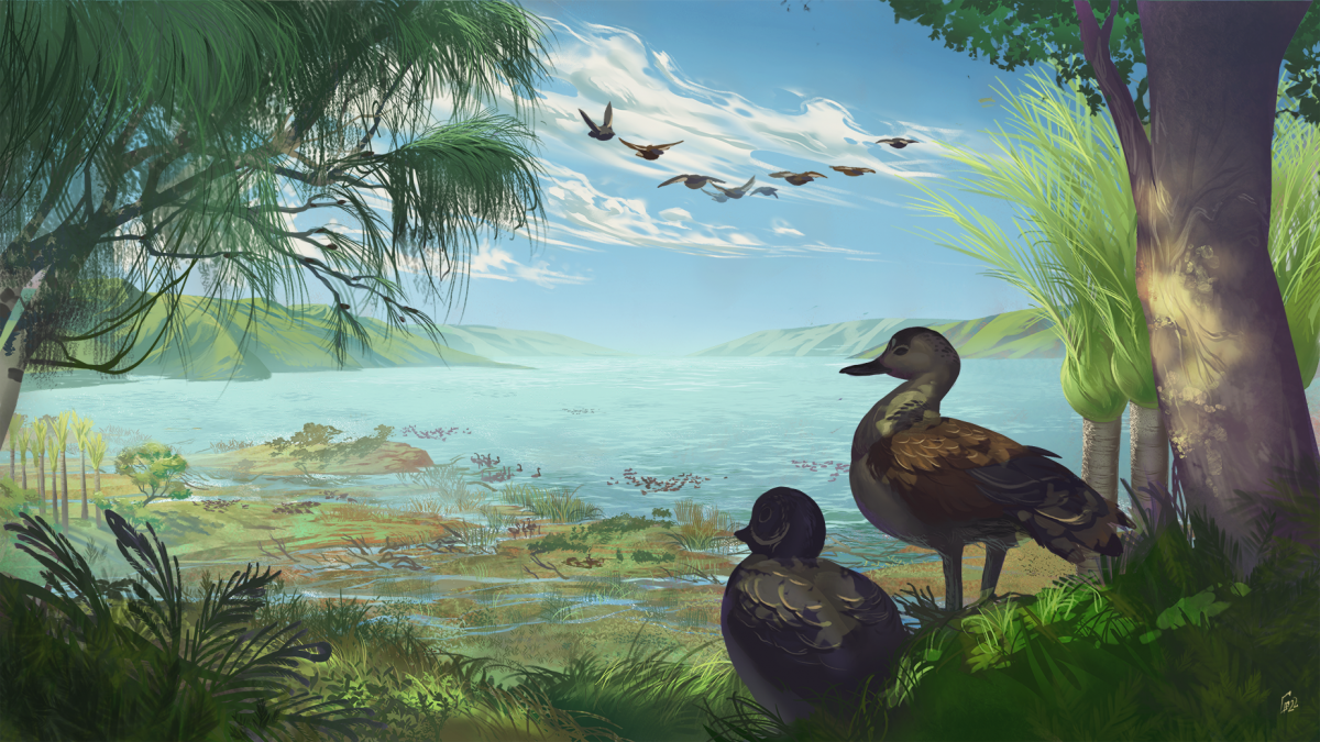 Something old, something new: meet St Bathans newest fossil duck
