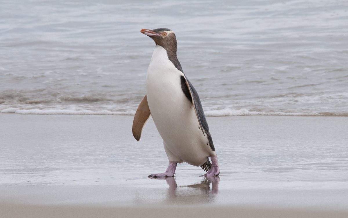Sentinels of change: prehistoric penguin species raise conservation conundrum