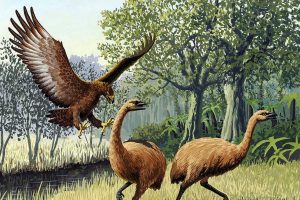 Land of the chonky birds: How and why did New Zealand have so many feathered giants?