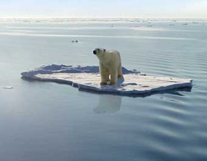 Single polar bear on solitary ice floe