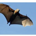 Brown bat in flight