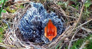 Common cuckoo chick in the nest of a tree pipit.