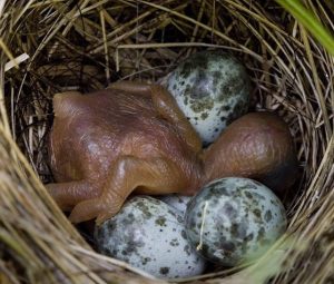 Common cuckoo chick in host nest