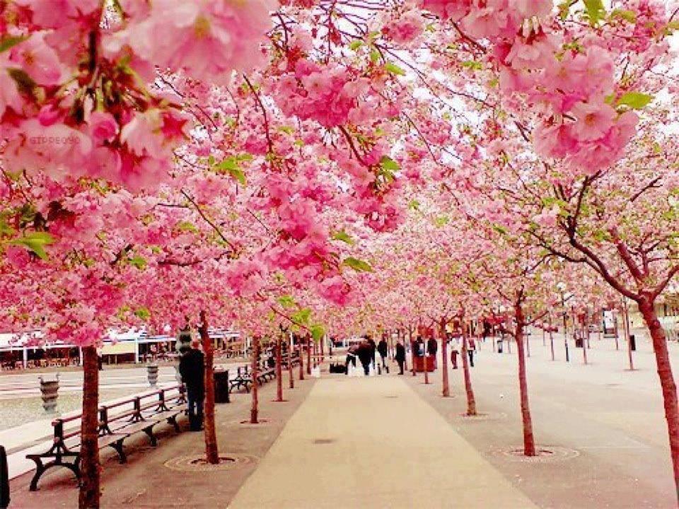 Sciblogs | Climate change and cherry blossom