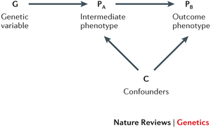 A causal diagram of Mendelian randomisation. The idea is that the genetic variable influence a risk factor (e.g. alcohol consumption) and nothing else. Thus, the genetic variable has no influence of association with ‘outcome phenotype’ (e.g. coronary heart disease) other than through the ‘intermediate phenotype’ of interest.   But the association of the intermediate phenotype with outcome phenotype can still be confounded (as shown).