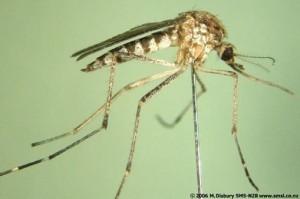Southern saltmarsh mosquito: A disease vector successfully eliminated from NZ