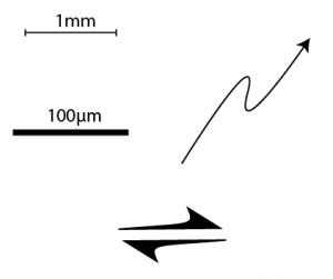 some symbols: scale bars and arrows