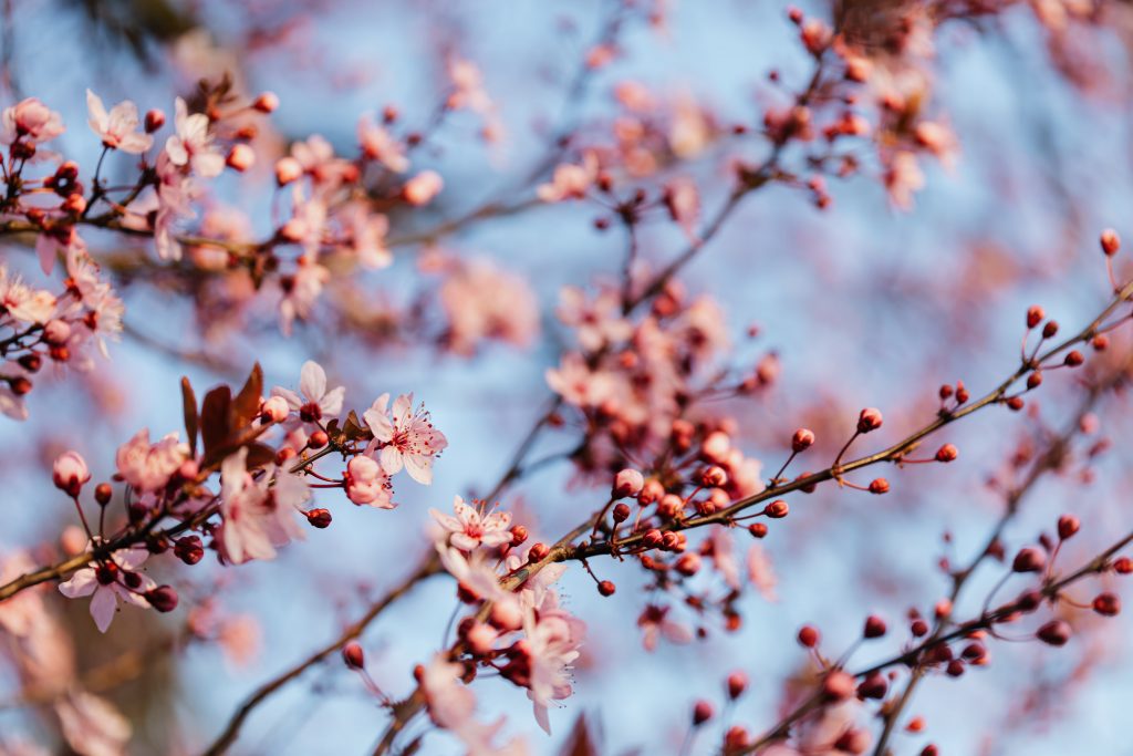 Cherry blossoms on a tree
