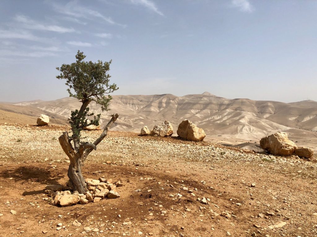 Hills above Jericho, Palestine with hills in the background and tree in the foreground