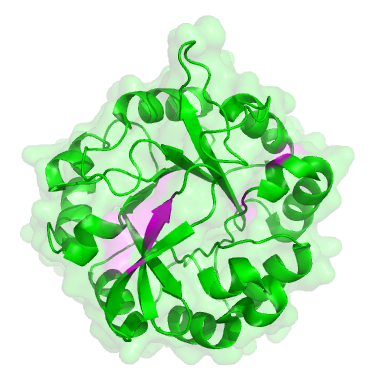 Structure of the protein from the experiment.