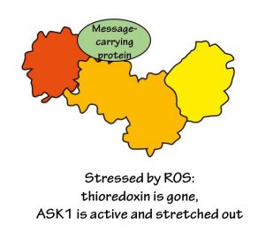 Stressed by ROS: thioredoxin is gone, ASK1 is active and stretched out.