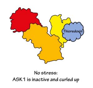 No stress: ASK1 protein is inactive and curled up