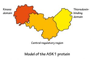 Model of the ASK1 protein with kinase domain on the left, central regulatory region in the middle, and thioredoxin-binding domain on the right.