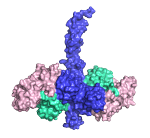 Structure of part of a TRAF6 protein (blue), bound to partner proteins Ubc13 (pink) and ubiquitin (green).