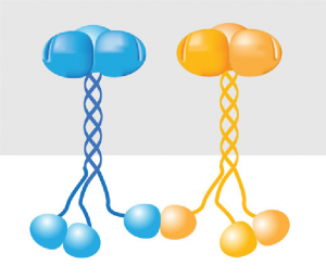 A cartoon picture of six TRAF6 proteins binding together either at their tops or at their bottoms.
