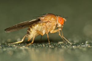 A very close-up photo of the side of a fruit fly showing details of its legs, wings, head and body.