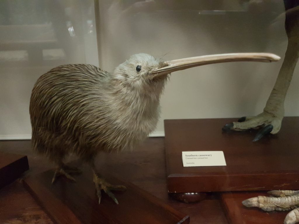 A taxidermied kiwi with its beak poking up in a glass cabinet at the Otago Museum.