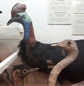 A taxidermied emu, cassowary and rhea in a glass cabinet at the Otago Museum.