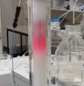 A chromatography column in a laboratory with pink diffuse bands in it