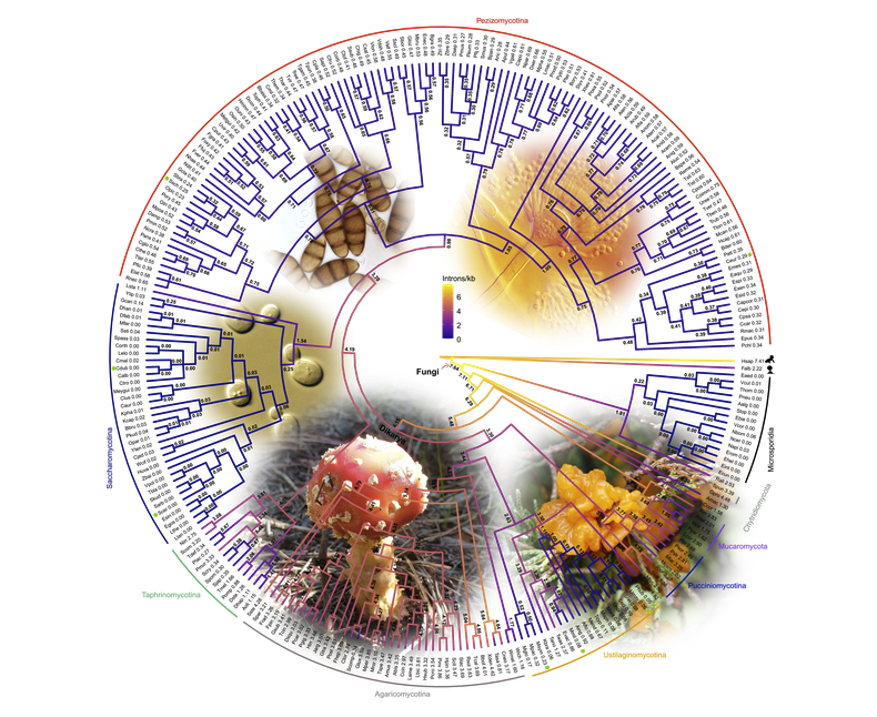 Circular phylogenetic tree superimposed on pictures of fungi