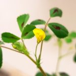 A single yellow flower growing on a medicago plant.