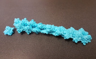A blue plastic model of many actin proteins stuck together to form a stick.
