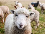 Close-up photo of a sheep's face.