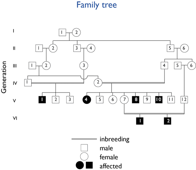 Example of a genetic family tree featuring six generations, inbreeding, and individuals affected by an inherited mutation.